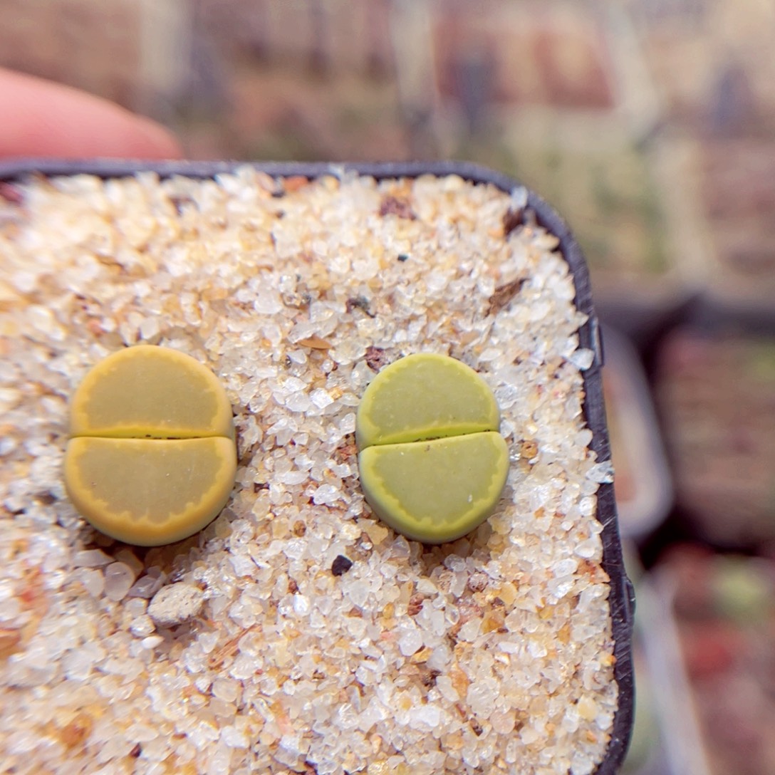 璐***妈40号带盆包邮发货