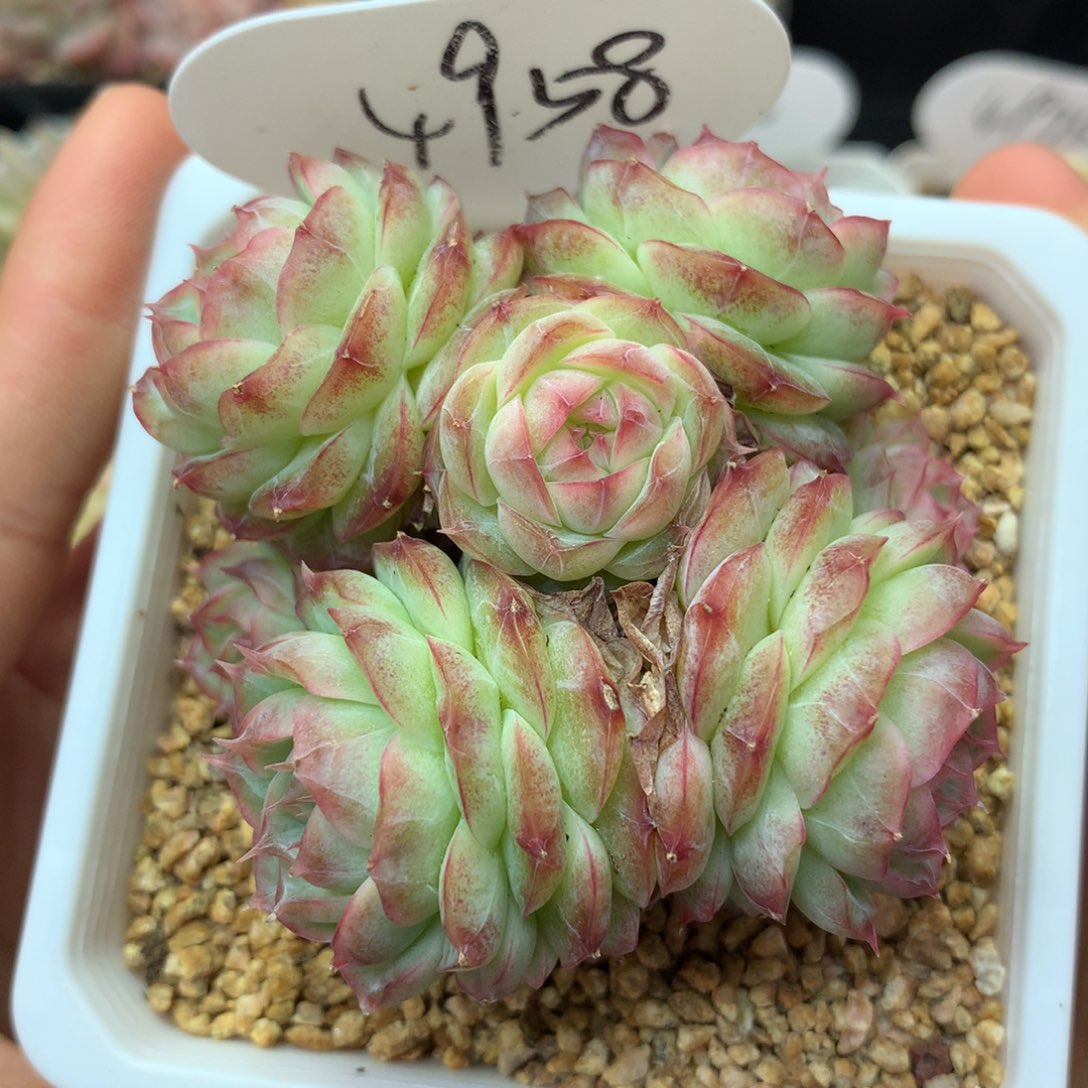 蔷薇珍妮7头群4958