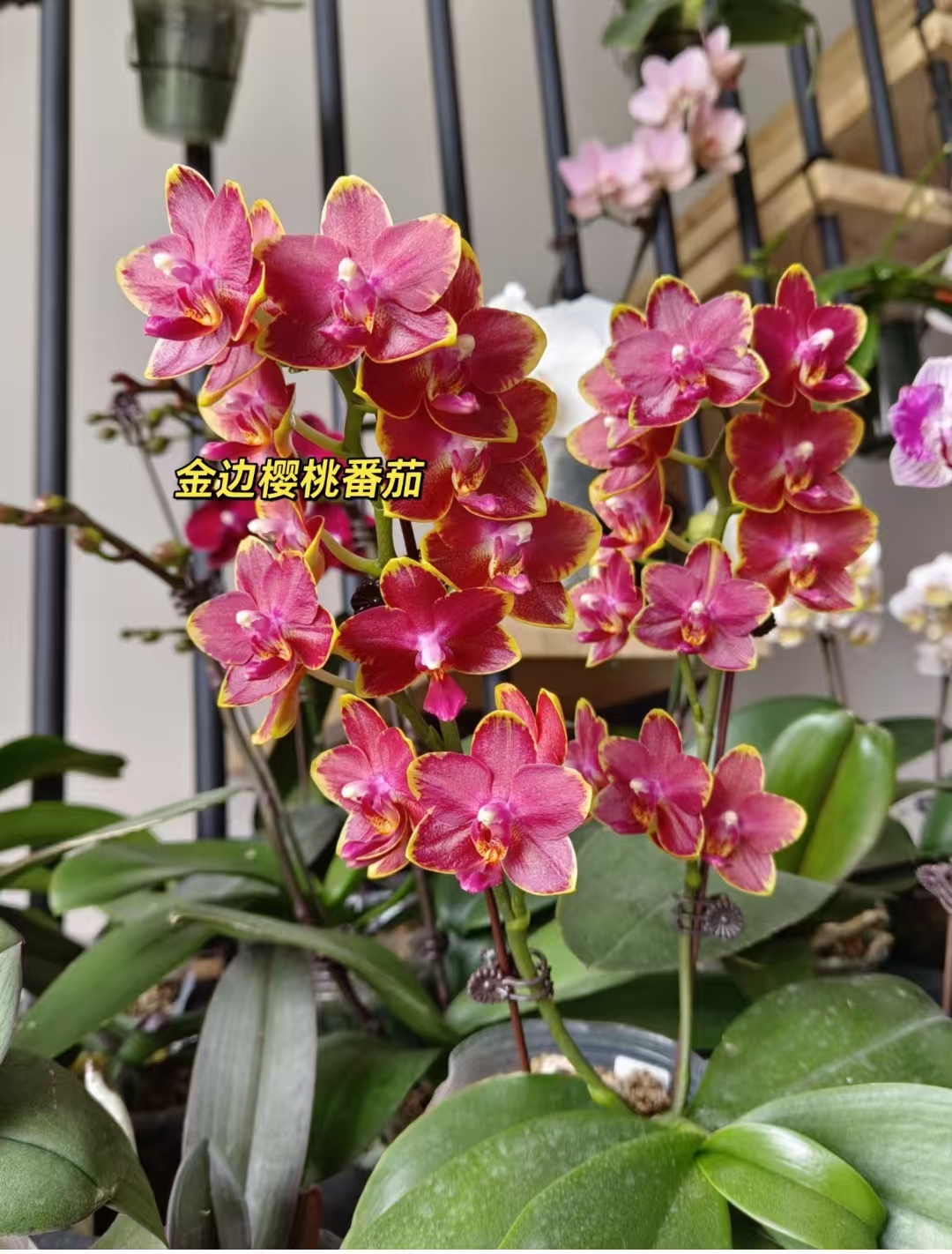 带剑‘微瑕疵。不售后【金边樱桃番茄2.8杯】有反组可能。