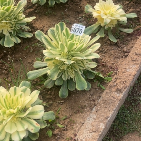 070辛尼亚不包断枝