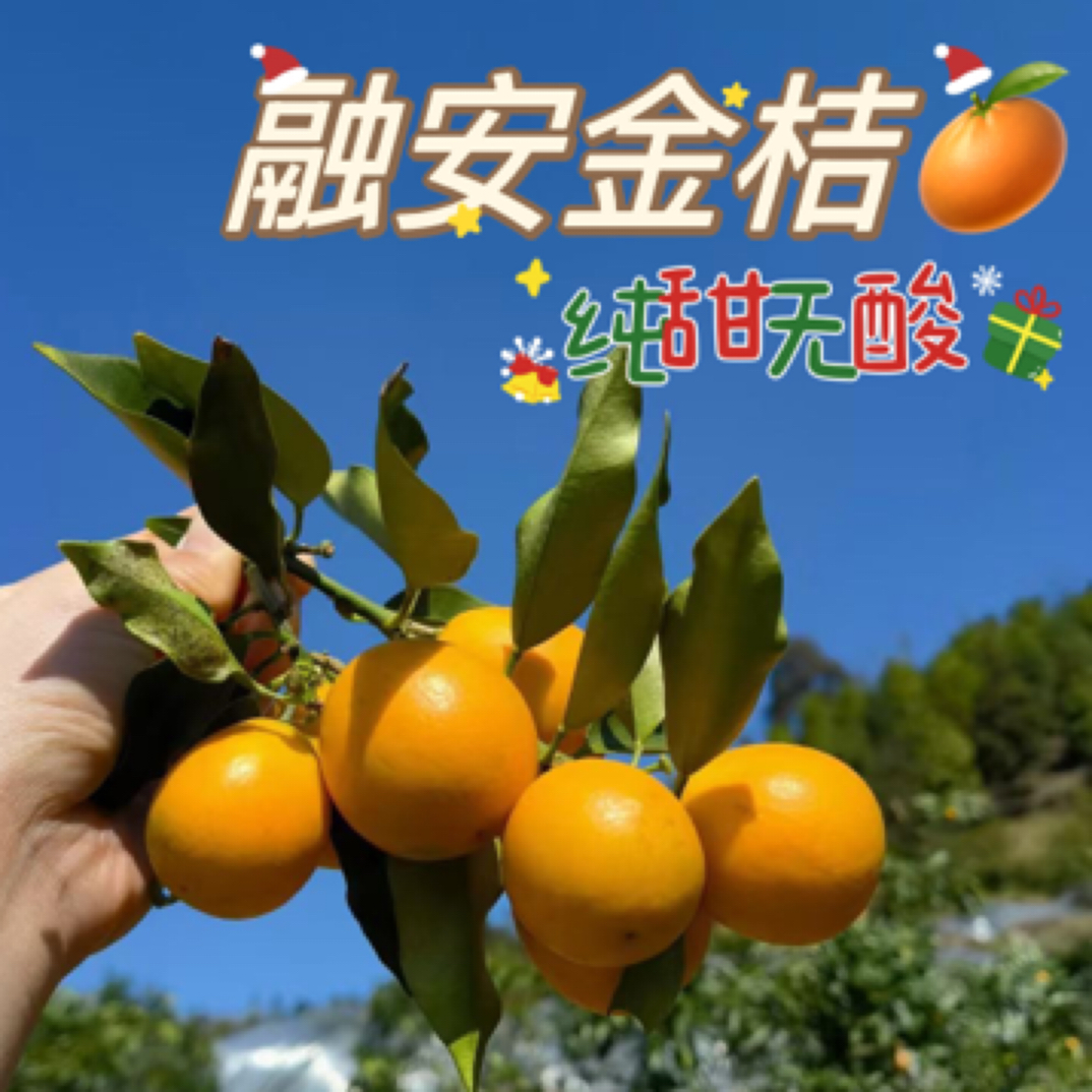 广西融安金桔第二代脆皮滑皮金桔现摘现发新鲜脆甜