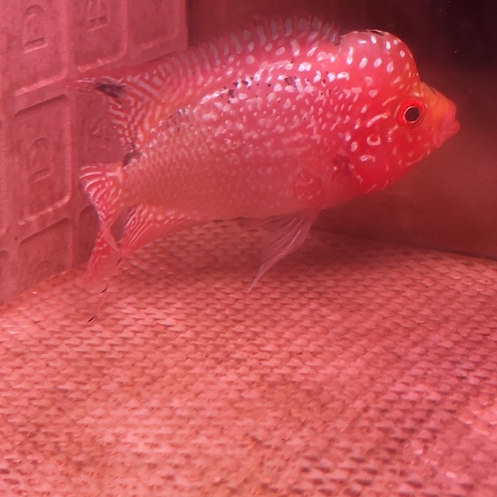 罗汉鱼金花火凤罗汉鱼