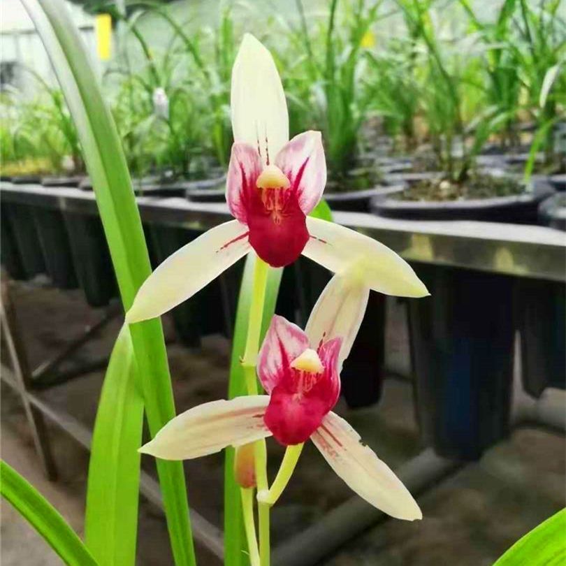 建兰名品  佛光红素 色花 四季兰  室内绿植花卉  正品保证