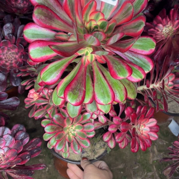 7023香奈儿多肉植物