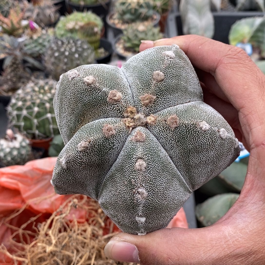 植播园艺218恩冢鸾凤玉