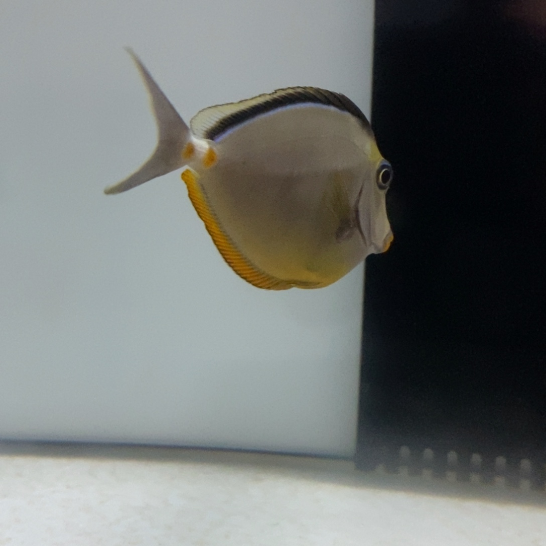 海水鱼海水观赏鱼天狗9-11