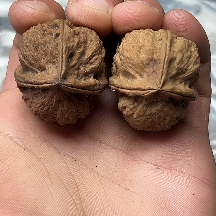 核桃32号愤怒的小鸟三楞37尺