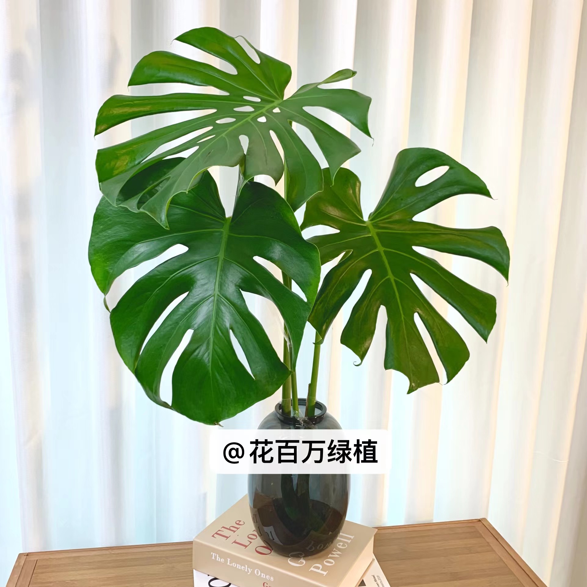 海南基地直发巨无霸大叶已开背大号室内水培观叶绿植种植生长好看