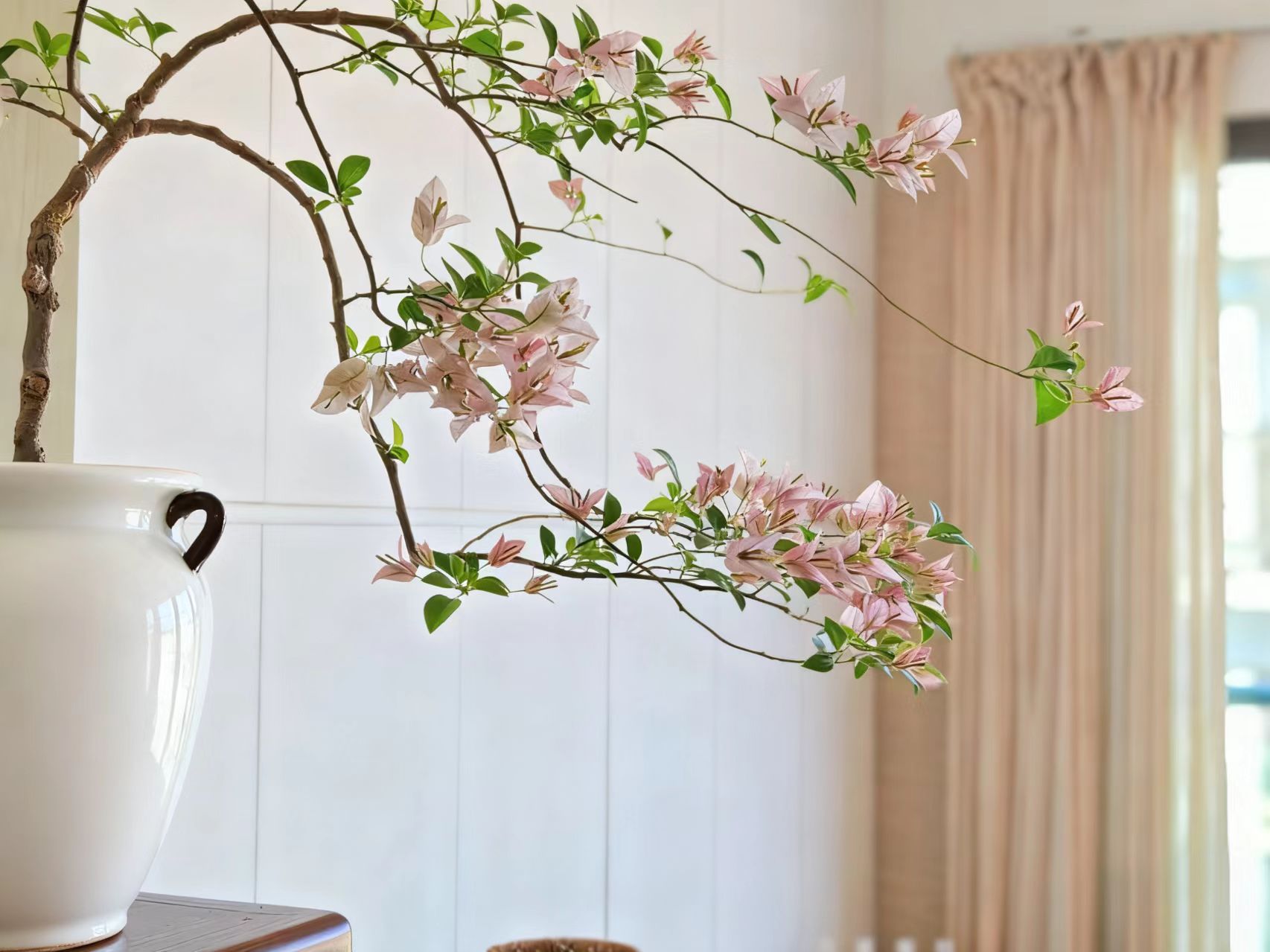 【婆罗洲】三角梅樱花盆栽四季开花好养带易活适合阳台庭院