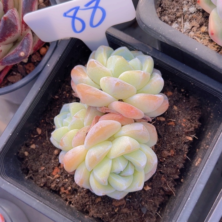 健健康康平平安安