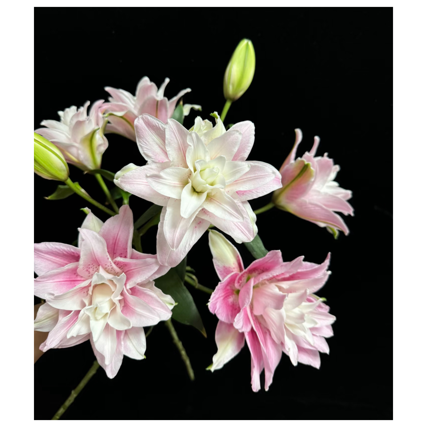 【伊莎贝拉】粉色重瓣香水百合产地直发顺丰包邮