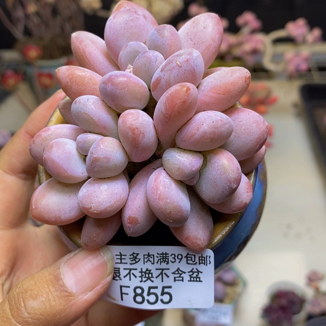 855丸叶香水多肉7c m