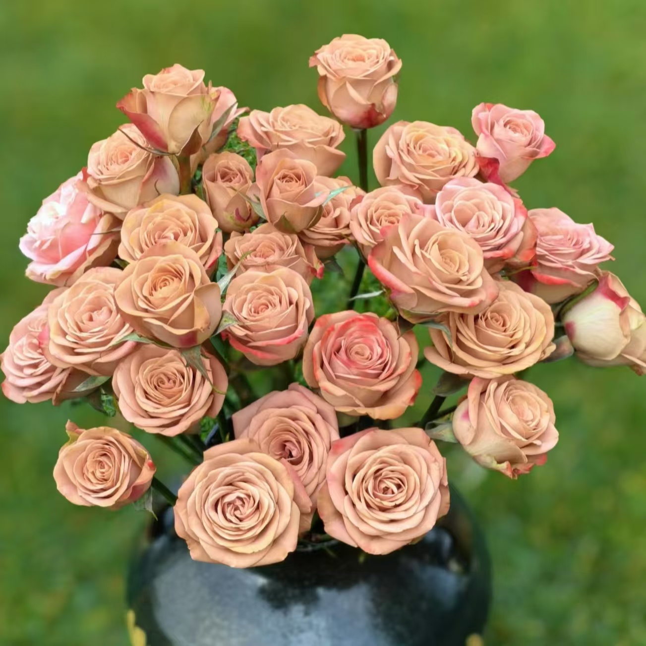 【A5套餐：卡布奇诺+高原红+芭比+康乃馨+草】