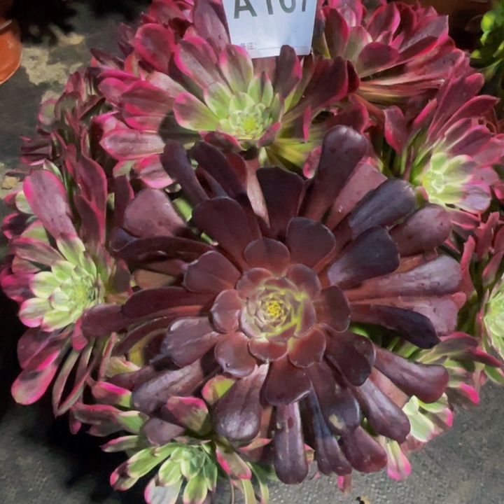 变异法师锦167+888