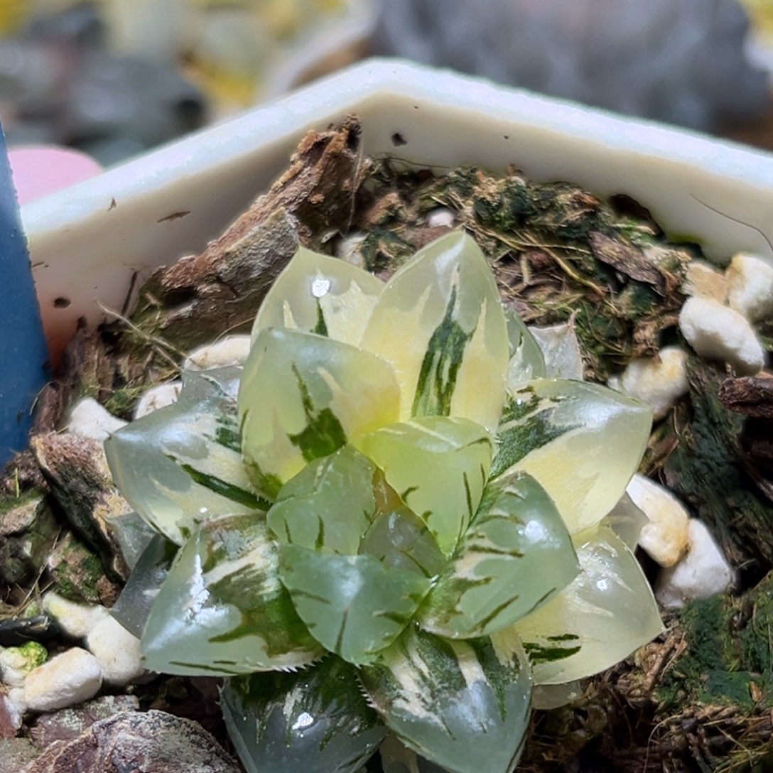 恭喜发财大吉大利0239