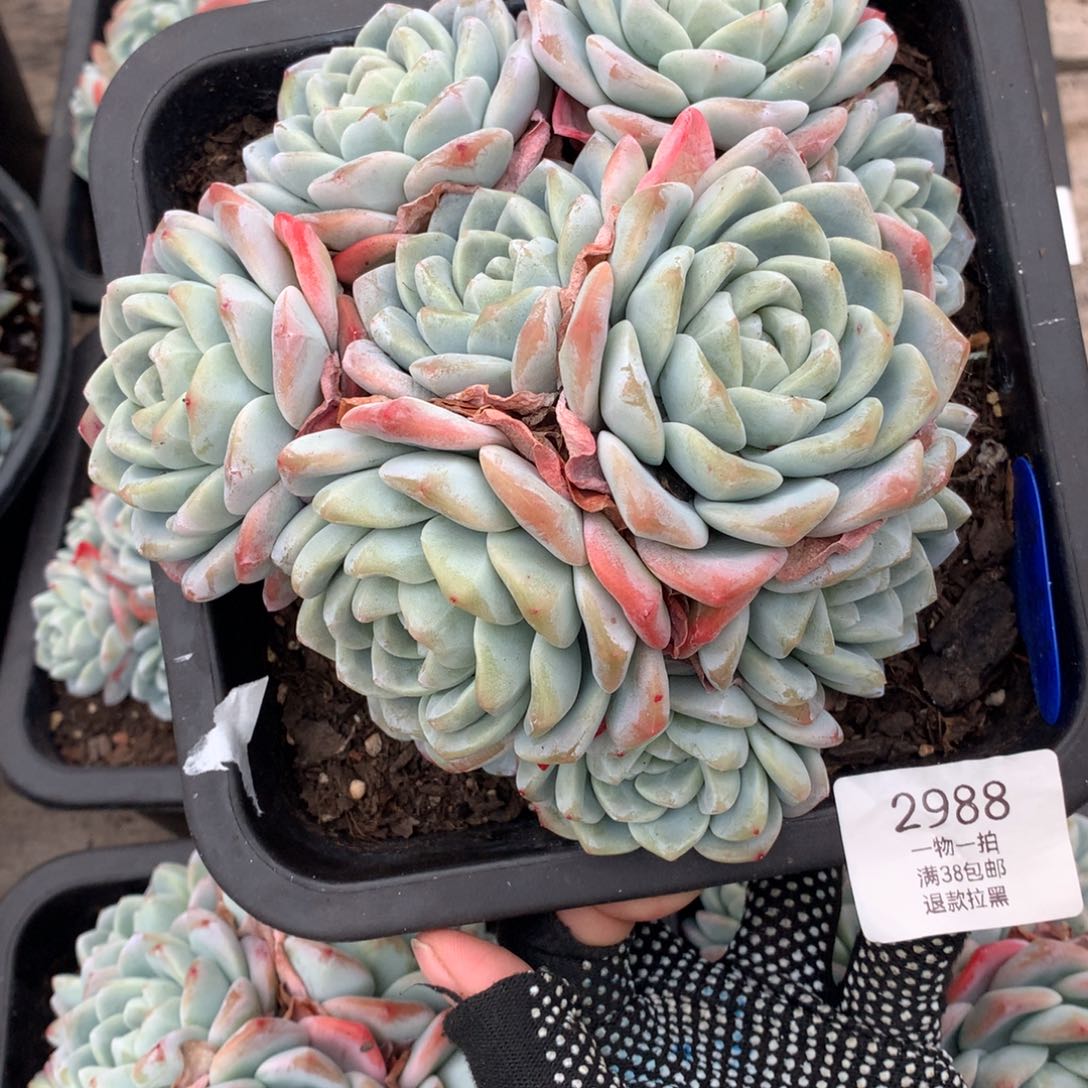 18厘米19头有砍冰玉2988