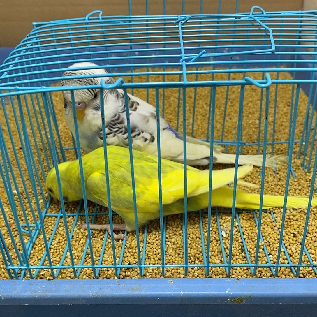 虎皮鹦鹉大头虎皮