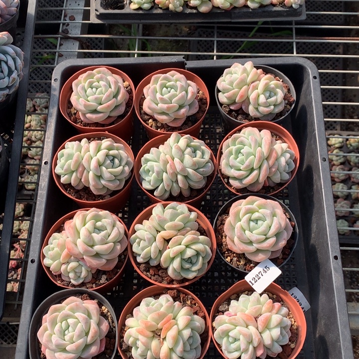 阿***粽122745一起12个嗯嗯嗯嗯嗯好