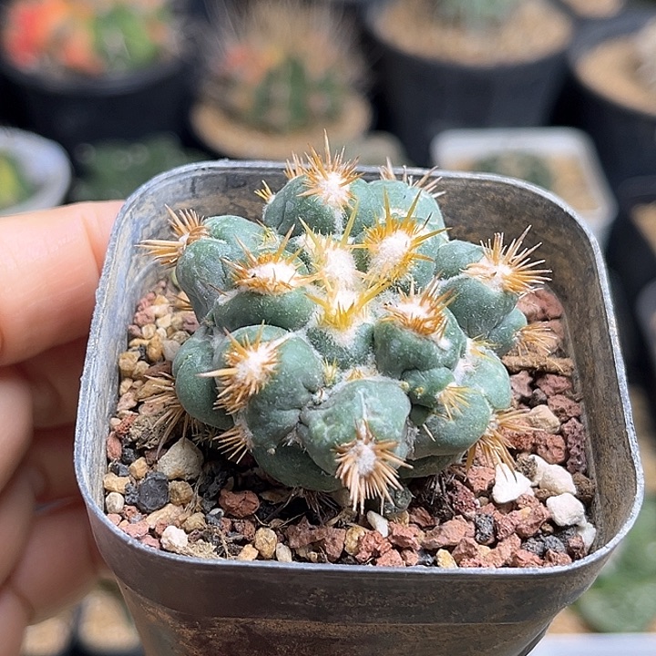 缀缀象牙丸一颗4公分