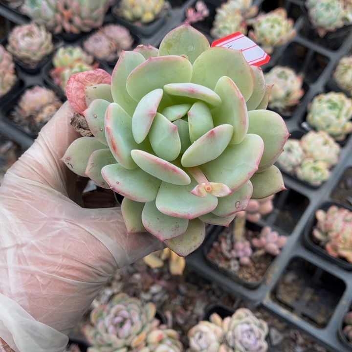 ?****）孤品一颗小黑方