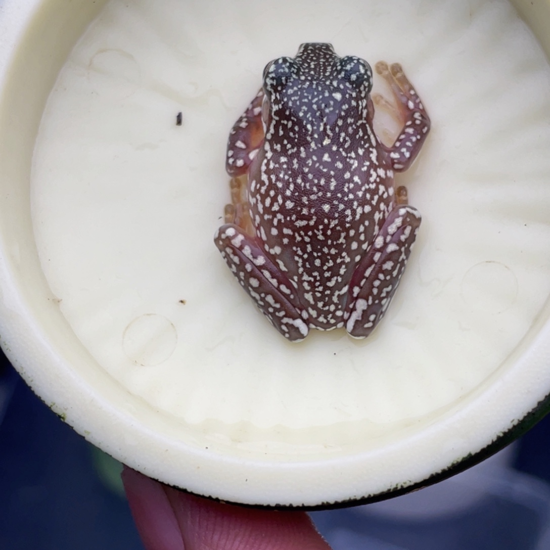 老爷树蛙8号私藏顶级暴雪