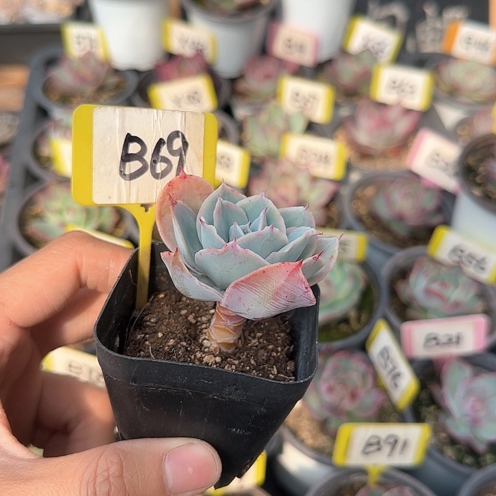 B69约翰逊小老桩多肉