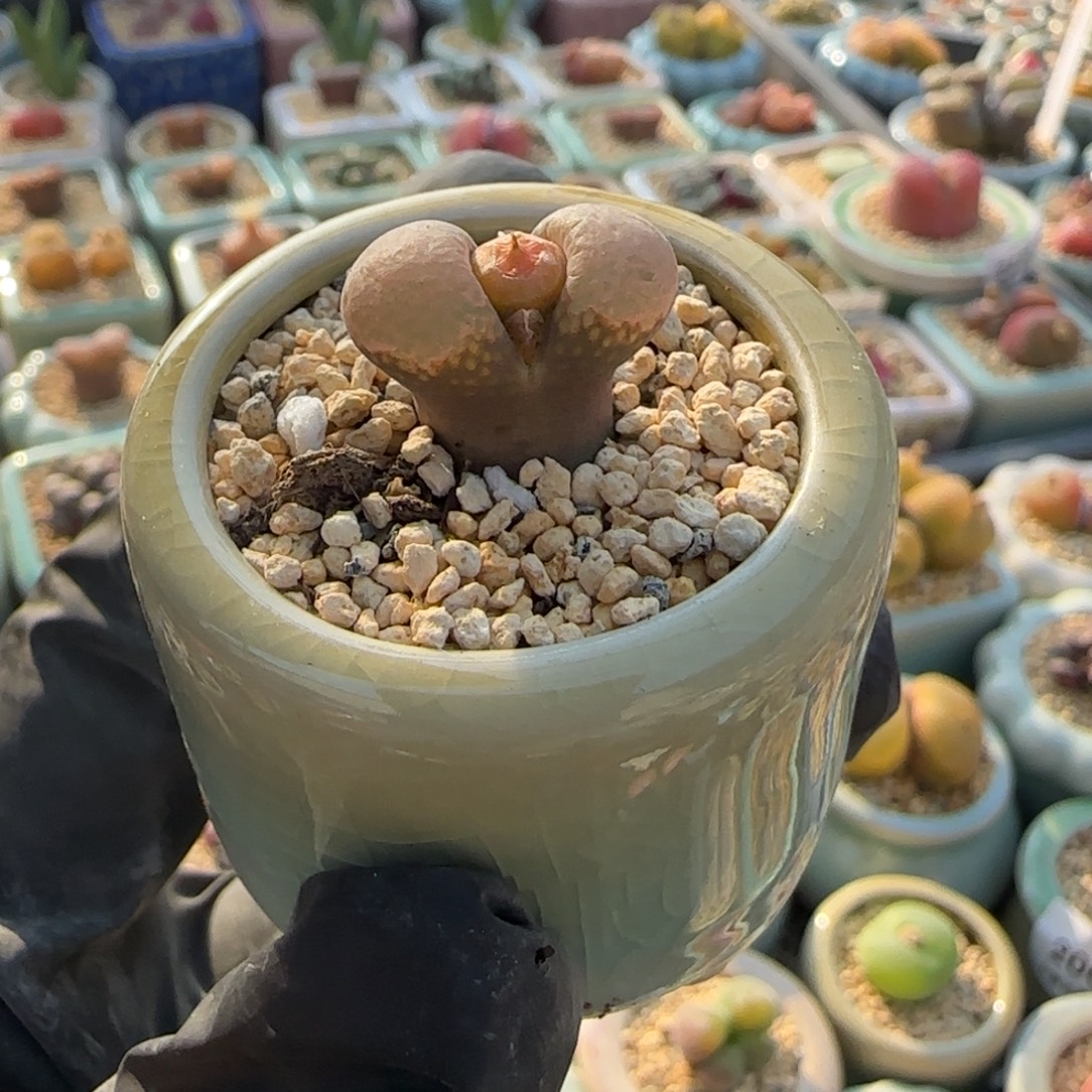 2425--一物一拍 带盆