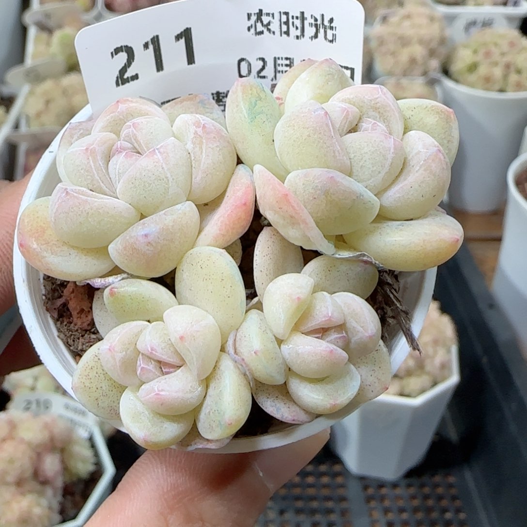 【闪购商品】0223-211冰玉