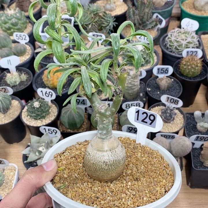 129号实生天马空块根5cm