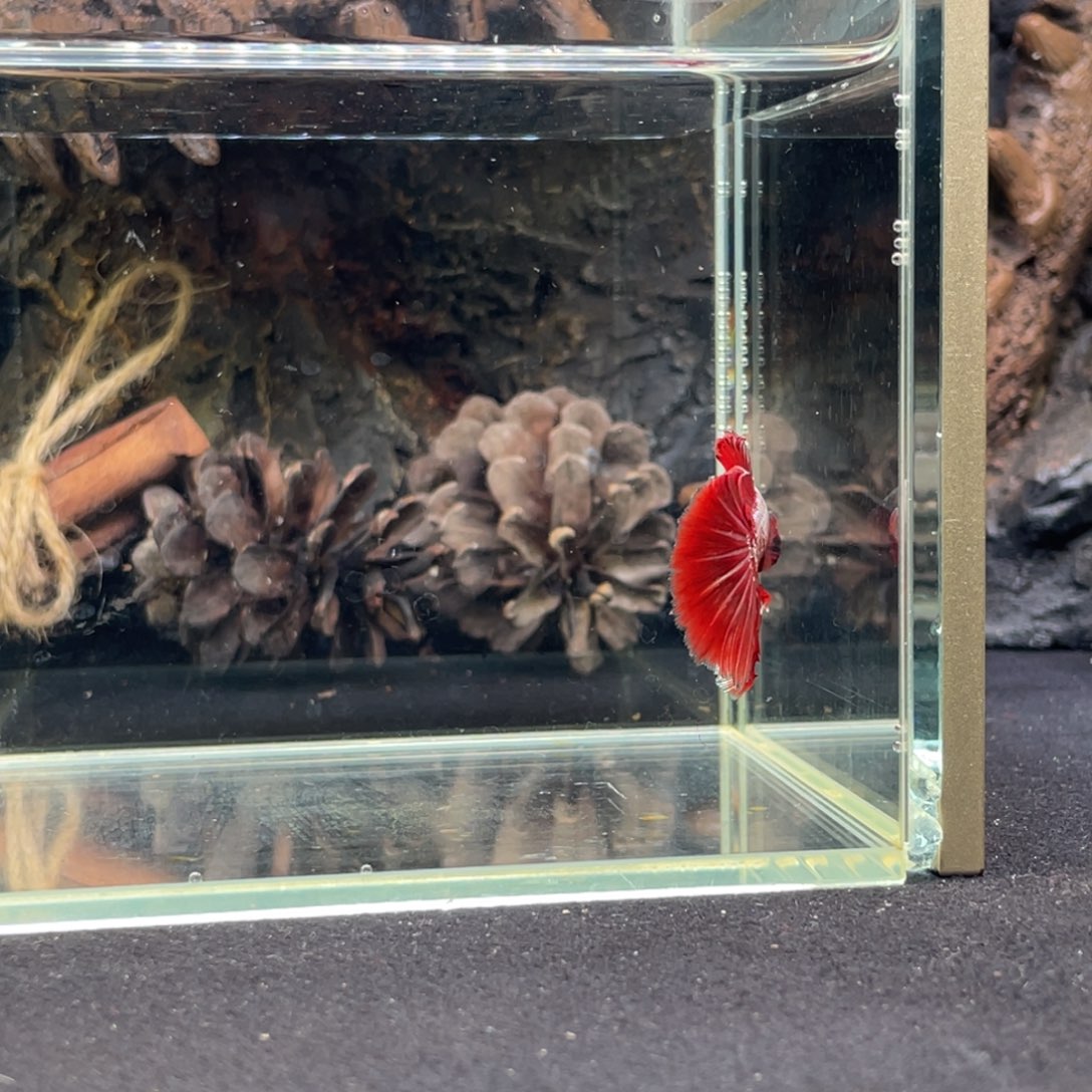 斗鱼十二月二十四日竞价