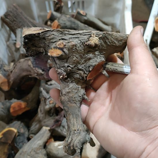 风***。大果紫檀（缅甸花梨）