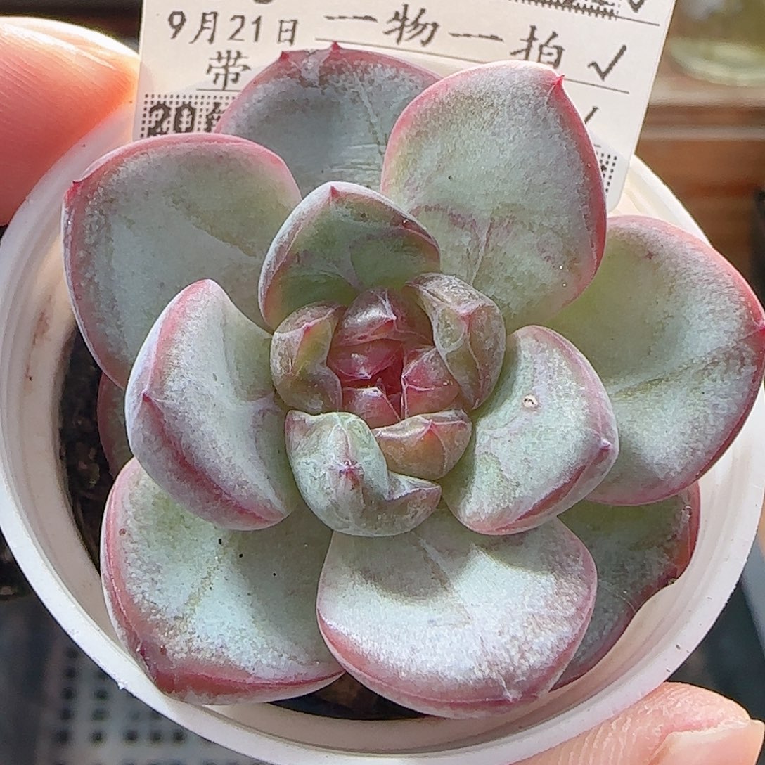 多肉0921--10星星珍妮