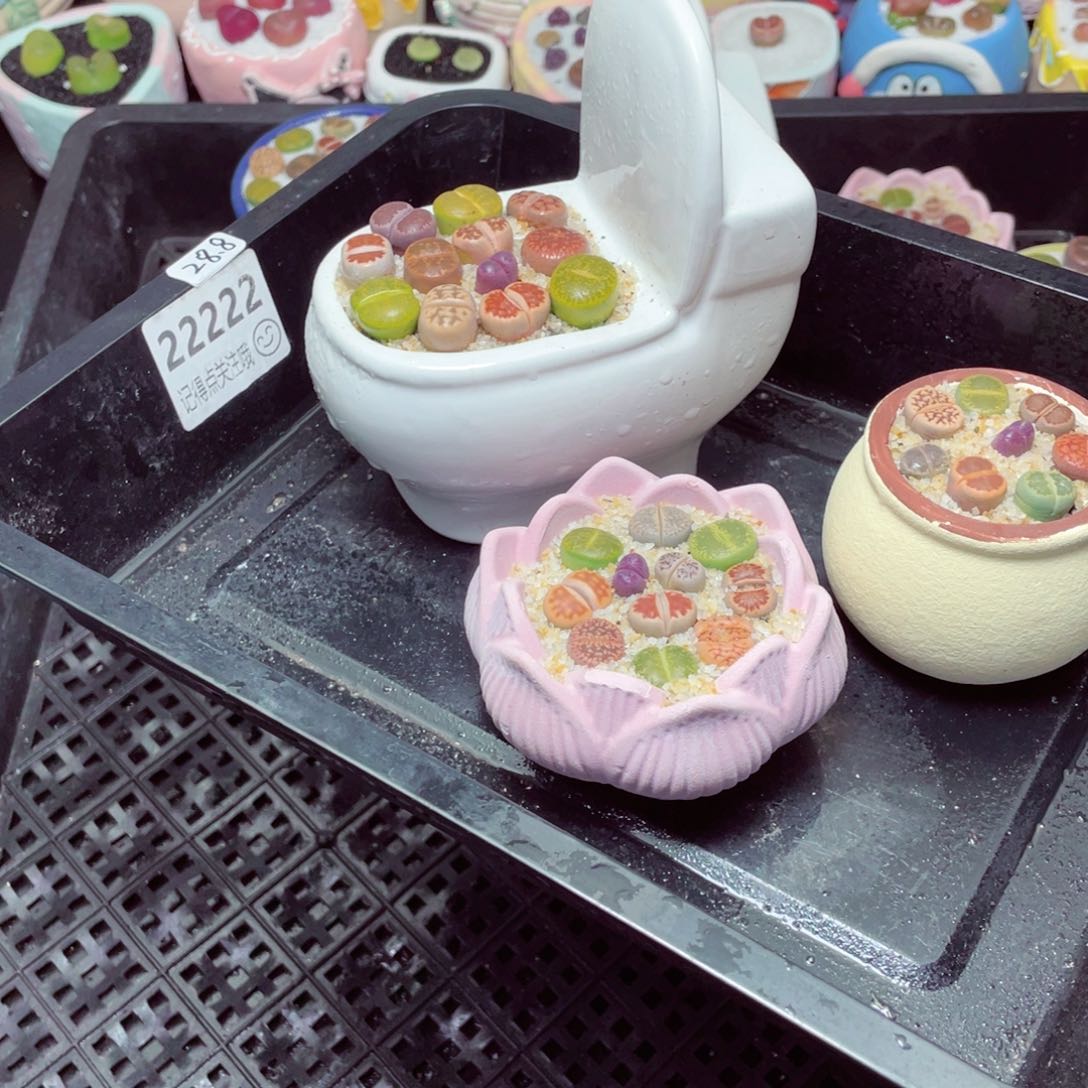 w22222-一份三盆量拍