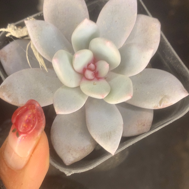 溏心雪天使。（满9.99包邮不满9.99发叶子）