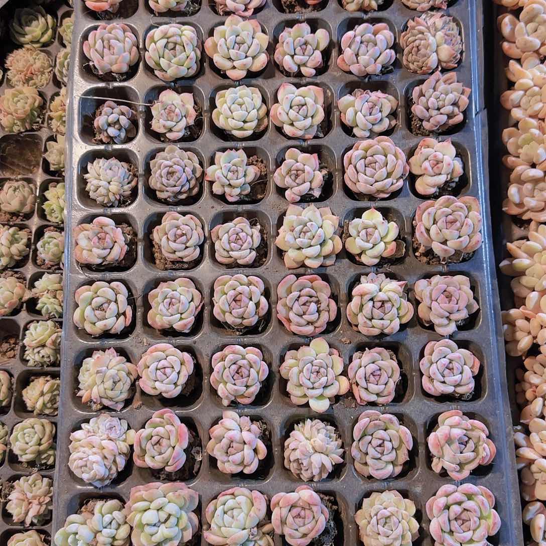 直播一物一拍多肉84