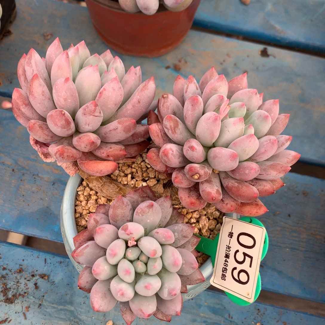 所罗门老桩开播福利