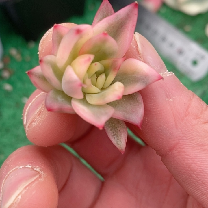 佛洛瑞安娜锦多肉锦可嫁接