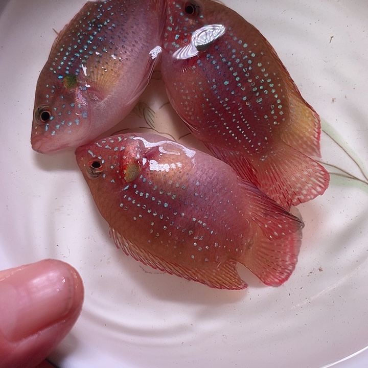 红宝石鱼红宝石3条当中有1条备损6-8