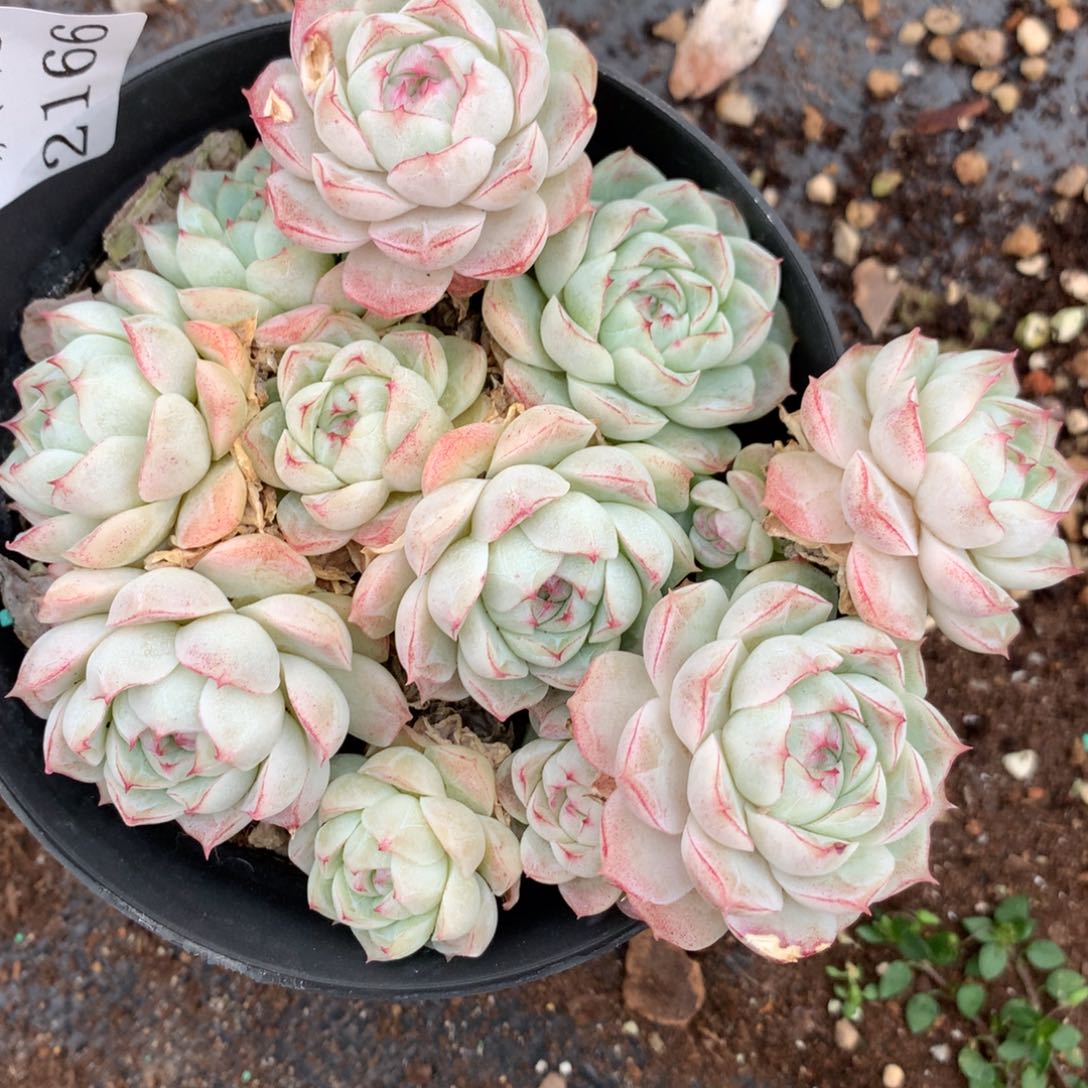 2166散群介意不拍11厘米