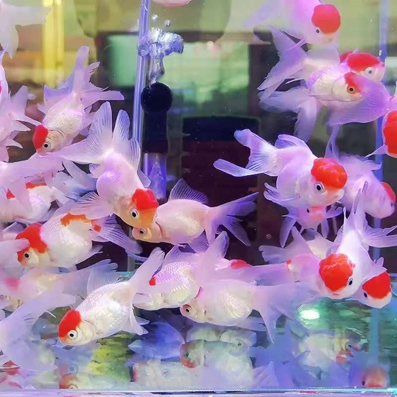 鸿运当头淡水狮子头金鱼小型冷水观赏鱼好养耐活