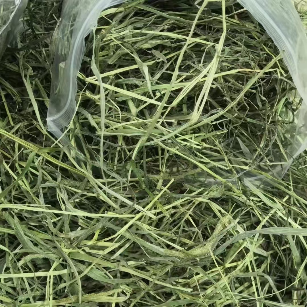 提摩西草牧场直供兔子龙猫荷兰猪豚鼠牧草干纯草短草晒干提摩西草