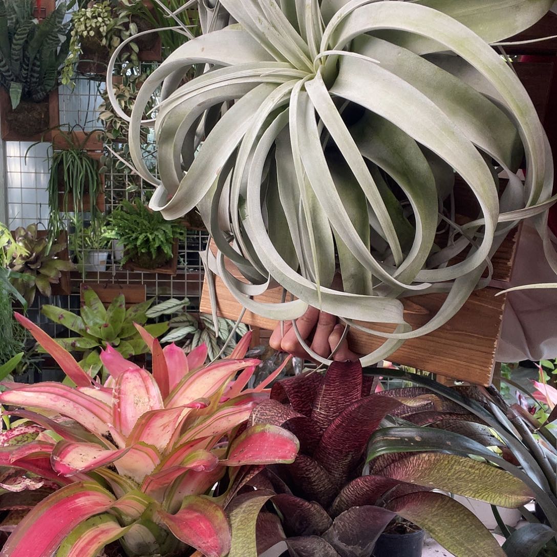 无花朵空气凤梨霸王卷