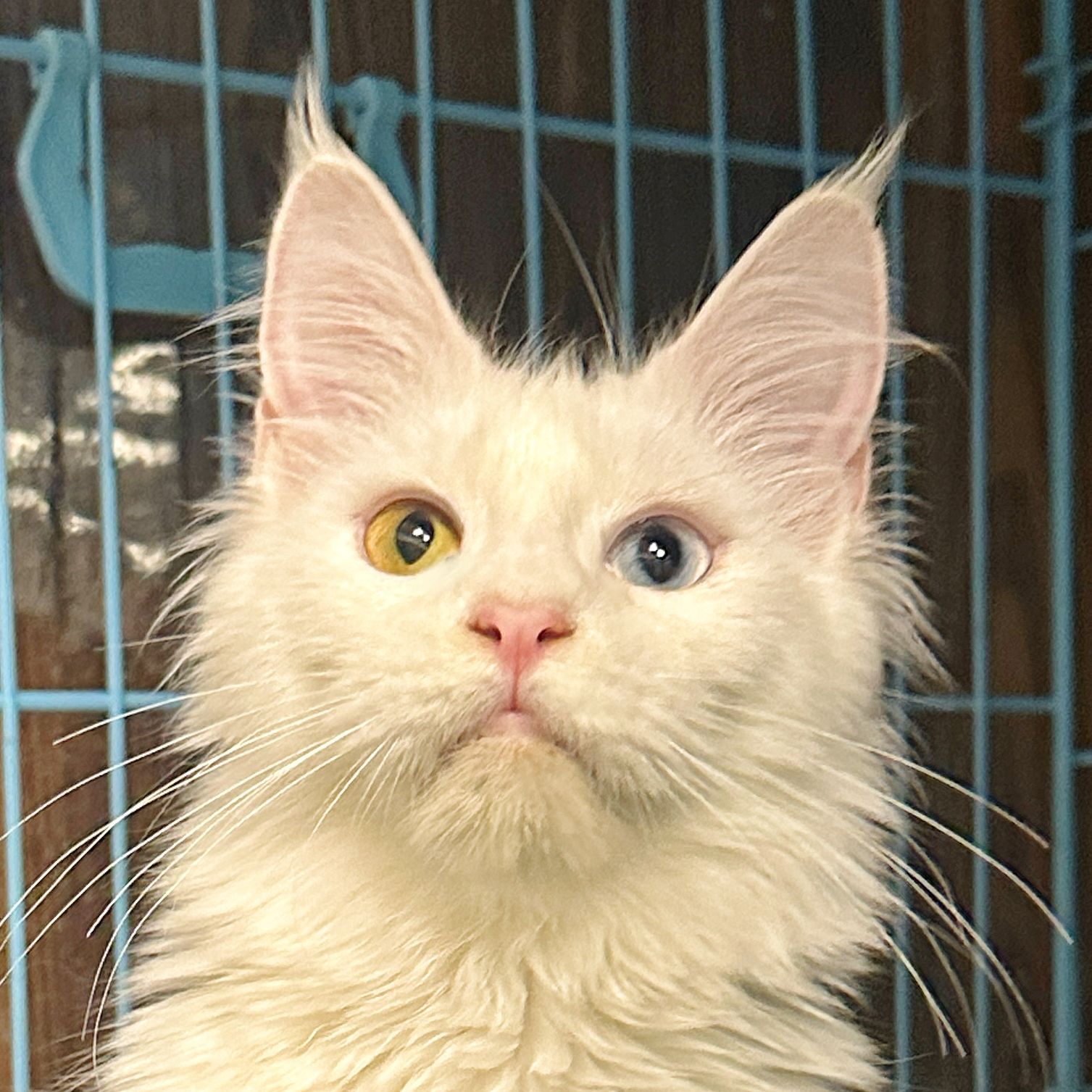 来了姊妹-纯白异瞳缅因猫-妹妹-38