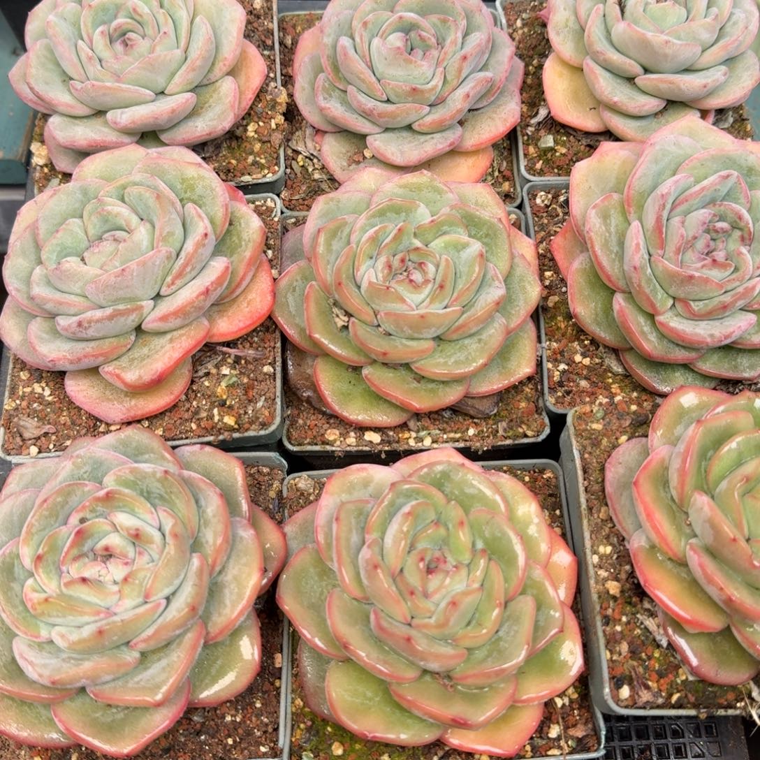 从前慢多肉精选编号1228.精控泡芙