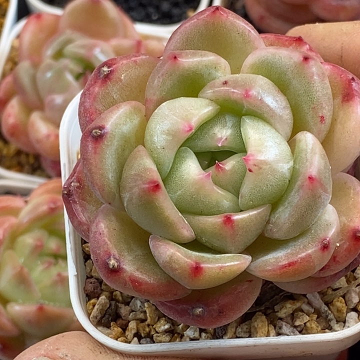 天官赐福百无禁忌