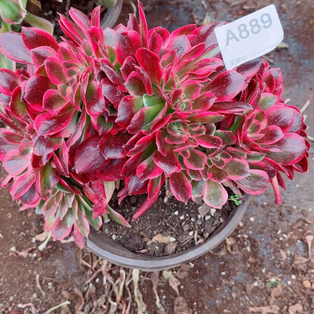 889号红袖缀化多肉