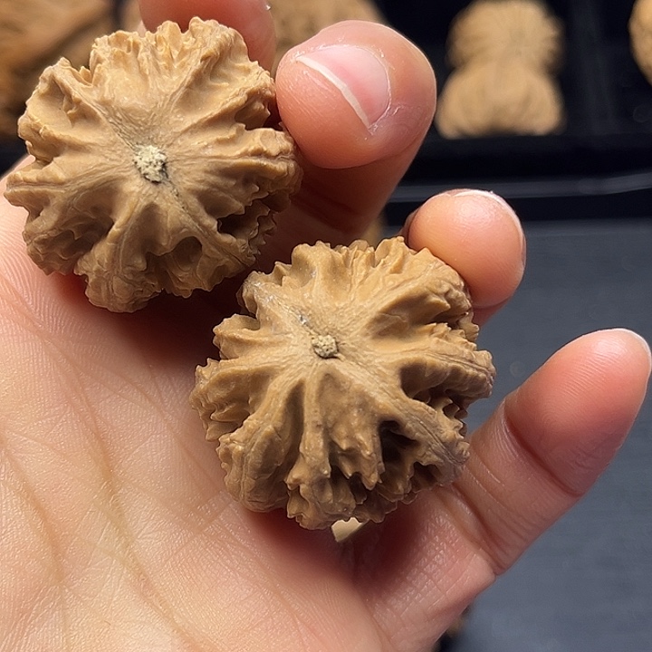 木质类秦岭突突突突突突