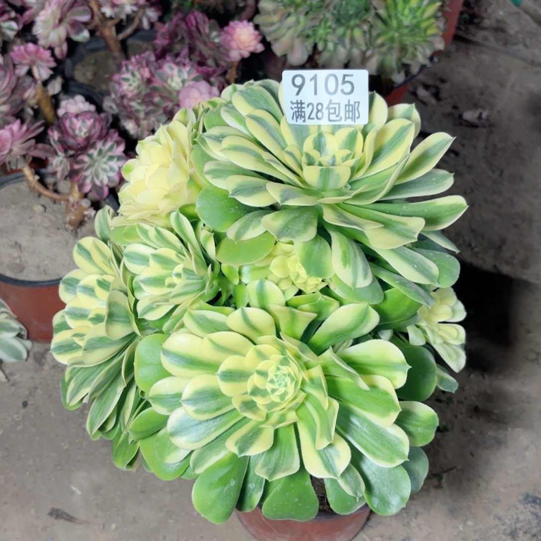 K. 9105辛尼雅多肉有砍