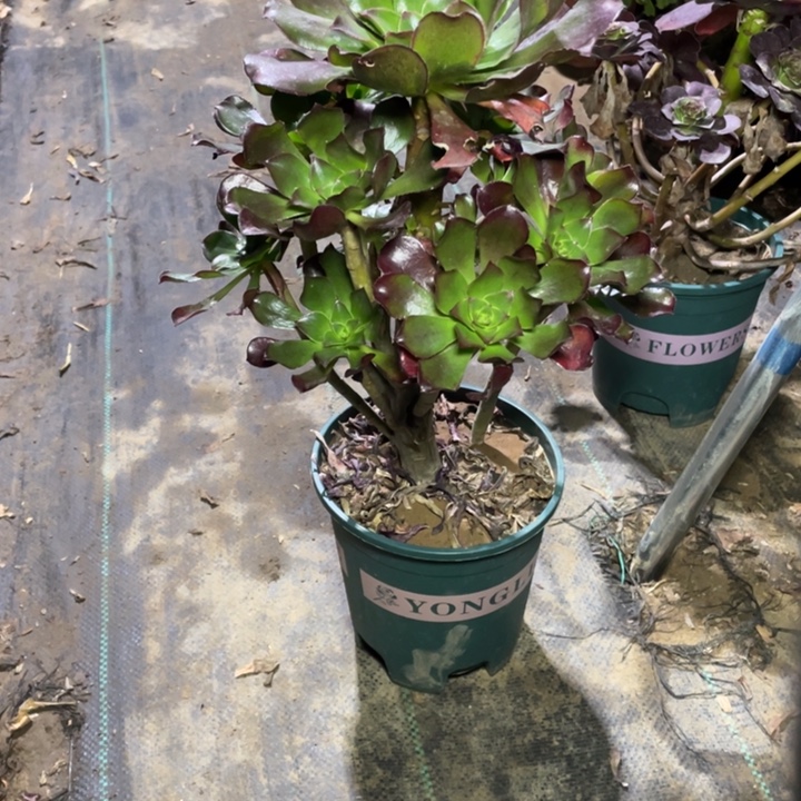 94冰武士多肉植物多肉植物多肉植物