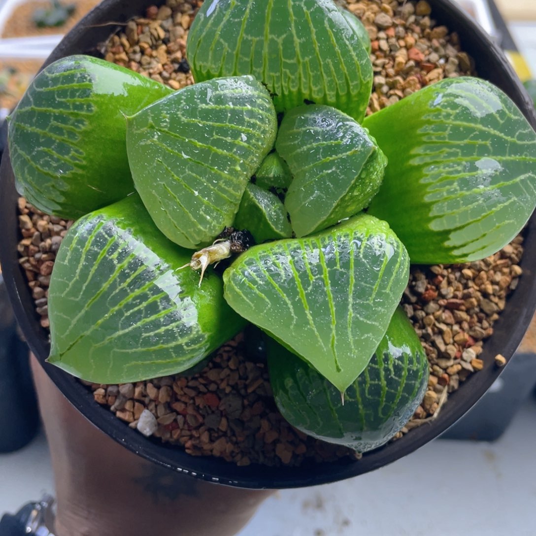 14.十二卷多肉巨巴实生巨型寿。   